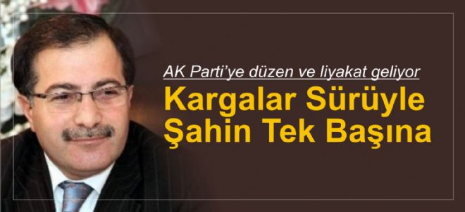 KARGALAR SÜRÜYLE ŞAHİN TEK BAŞINA